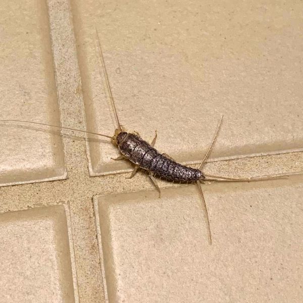 Sk&aelig;gkr&aelig; p&aring; gulv