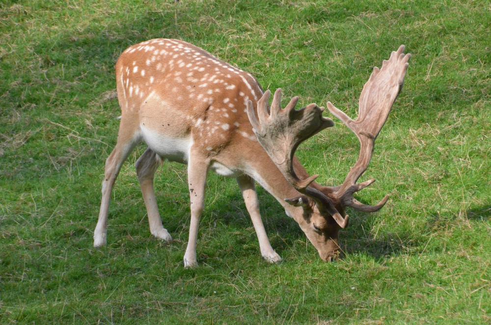Kronhjort som spiser gr&aelig;s