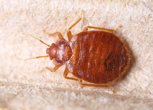 V&aelig;ggelus p&aring; madras