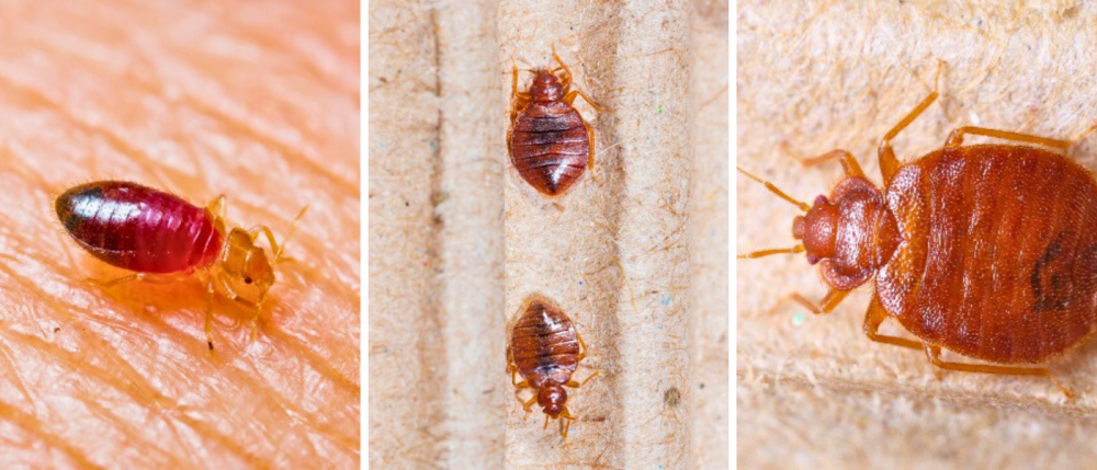 Flere v&aelig;ggelus